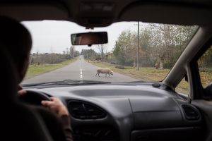 abkhazia caucasus stefano majno pig crossing-c20.jpg